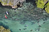 Fotoshow: Florida-Seekühe - Bild 2