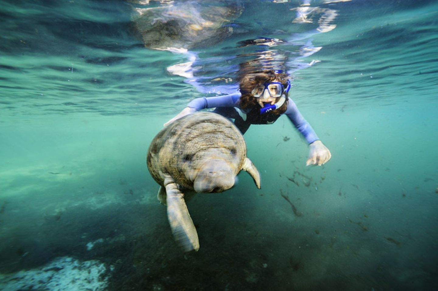 Fotoshow: Florida-Seekühe - Bild 3