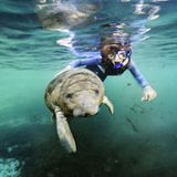 Fotoshow: Florida-Seekühe - Bild 3