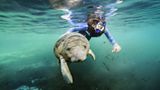 Fotoshow: Florida-Seekühe - Bild 3