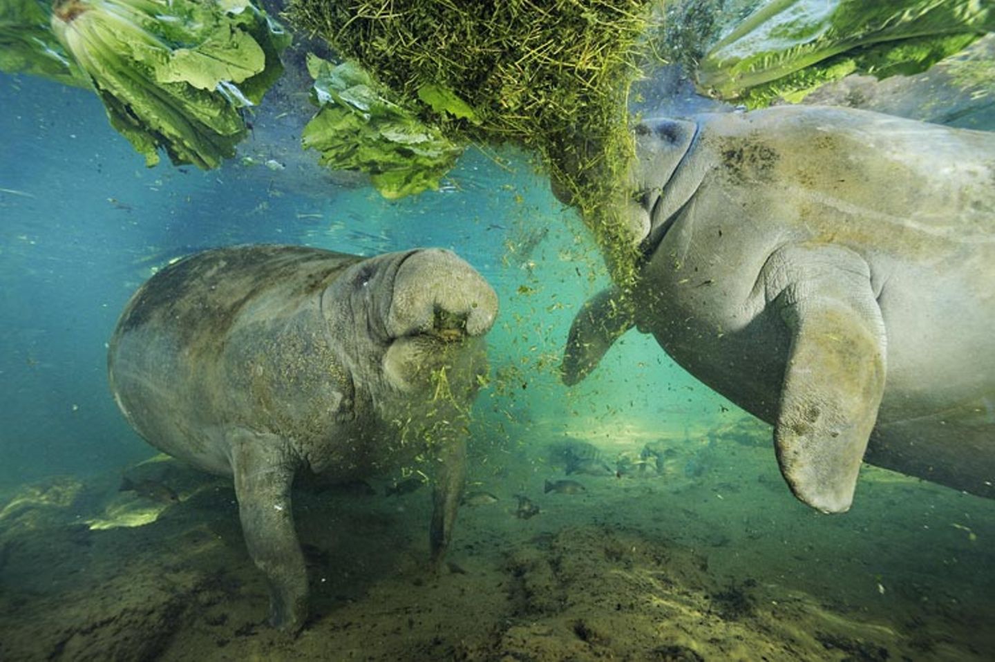 Fotoshow: Florida-Seekühe - Bild 4