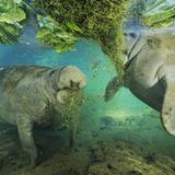 Fotoshow: Florida-Seekühe - Bild 4