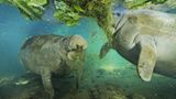 Fotoshow: Florida-Seekühe - Bild 4