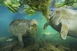 Fotoshow: Florida-Seekühe - Bild 4