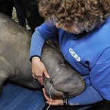 Fotoshow: Florida-Seekühe - Bild 5