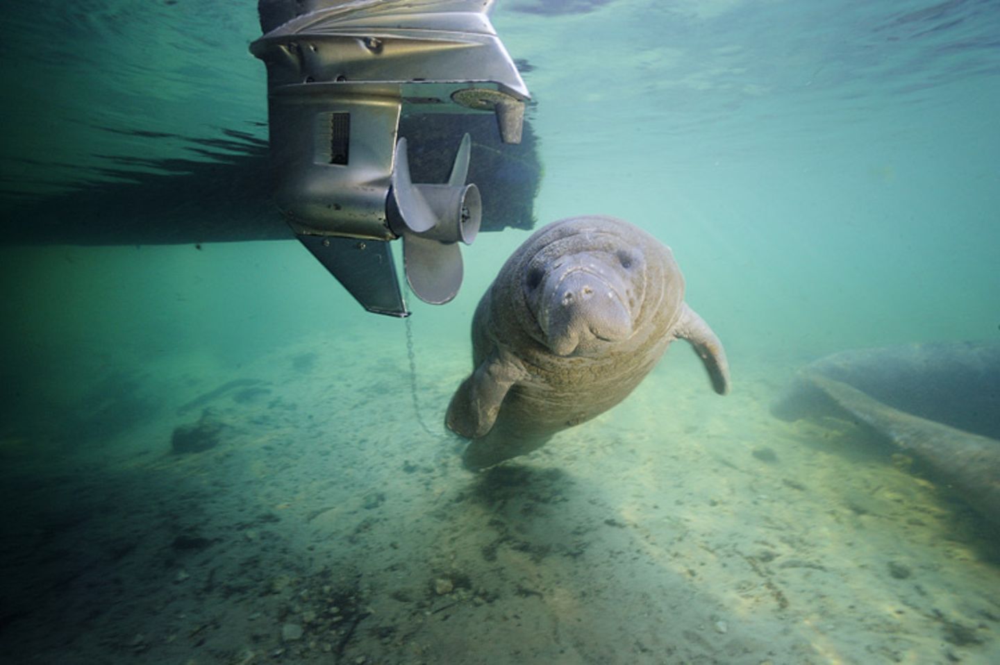 Fotoshow: Florida-Seekühe - Bild 6