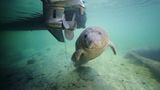 Fotoshow: Florida-Seekühe - Bild 6