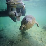 Fotoshow: Florida-Seekühe - Bild 6