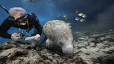 Fotoshow: Florida-Seekühe - Bild 8