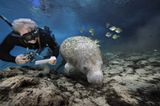 Fotoshow: Florida-Seekühe - Bild 8