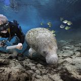 Fotoshow: Florida-Seekühe - Bild 8