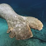 Fotoshow: Florida-Seekühe - Bild 9