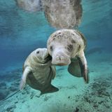 Fotoshow: Florida-Seekühe - Bild 10