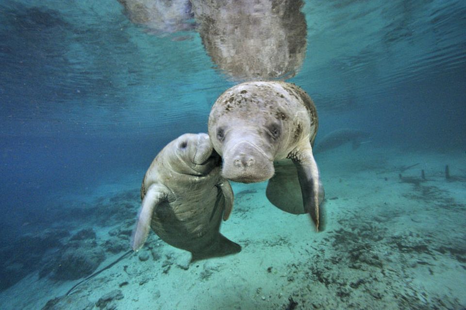 Fotoshow: Florida-Seekühe - Bild 10 - [GEO]
