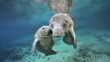 Fotoshow: Florida-Seekühe - Bild 10