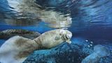 Fotoshow: Florida-Seekühe - Bild 11