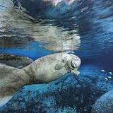 Fotoshow: Florida-Seekühe - Bild 11