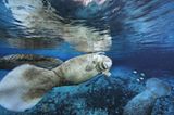 Fotoshow: Florida-Seekühe - Bild 11