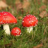 Leserfoto des Tages - August 2009 - Bild 11