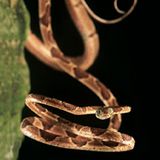 Fotogalerie: Fotogalerie: Wunder Regenwald - Bild 2