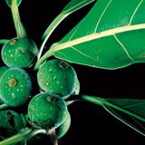 Fotogalerie: Fotogalerie: Wunder Regenwald - Bild 3