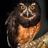 Fotogalerie: Fotogalerie: Wunder Regenwald - Bild 4