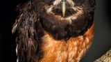 Fotogalerie: Fotogalerie: Wunder Regenwald - Bild 4