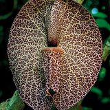 Fotogalerie: Fotogalerie: Wunder Regenwald - Bild 5