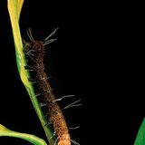 Fotogalerie: Fotogalerie: Wunder Regenwald - Bild 6