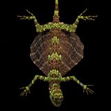 Fotogalerie: Fotogalerie: Wunder Regenwald - Bild 8