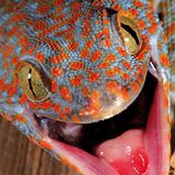 Fotogalerie: Fotogalerie: Wunder Regenwald - Bild 9