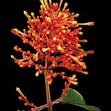 Fotogalerie: Fotogalerie: Wunder Regenwald - Bild 10