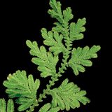 Fotogalerie: Fotogalerie: Wunder Regenwald - Bild 11