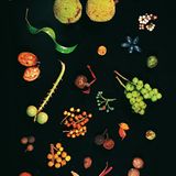 Fotogalerie: Fotogalerie: Wunder Regenwald - Bild 12