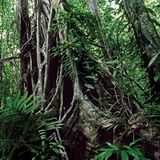 Fotogalerie: Fotogalerie: Wunder Regenwald - Bild 14