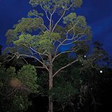 Fotogalerie: Fotogalerie: Wunder Regenwald - Bild 15