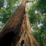 Fotogalerie: Fotogalerie: Wunder Regenwald - Bild 16