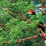 Fotogalerie: Fotogalerie: Wunder Regenwald - Bild 17