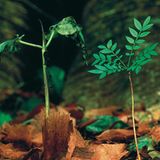 Fotogalerie: Fotogalerie: Wunder Regenwald - Bild 18