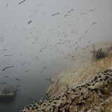 Fotoshow: Guano-Gewinnung in Peru - Bild 4