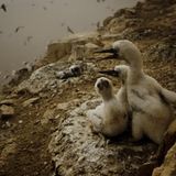 Fotoshow: Guano-Gewinnung in Peru - Bild 11