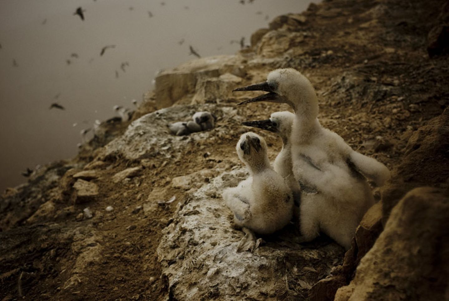 Fotoshow: Guano-Gewinnung in Peru - Bild 11