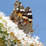 Leserfoto des Tages - September 2009 - Bild 13