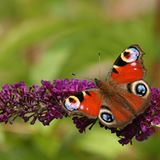 Leserfoto des Tages - September 2009 - Bild 21