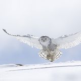 Internationales Naturfoto-Festival 2009