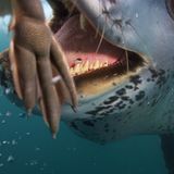 Internationales Naturfoto-Festival 2009 - Bild 10