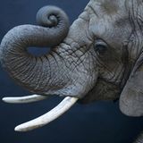 Internationales Naturfoto-Festival 2009 - Bild 12