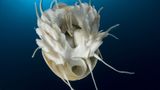Fotoshow: Nautilus