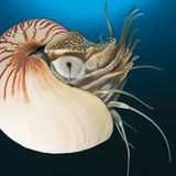 Fotoshow: Nautilus - Bild 2