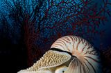 Fotoshow: Nautilus - Bild 3